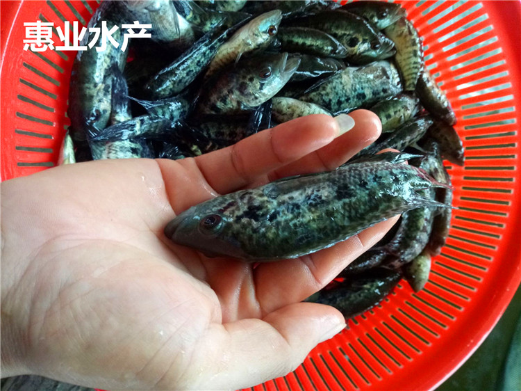 淡水石斑魚苗