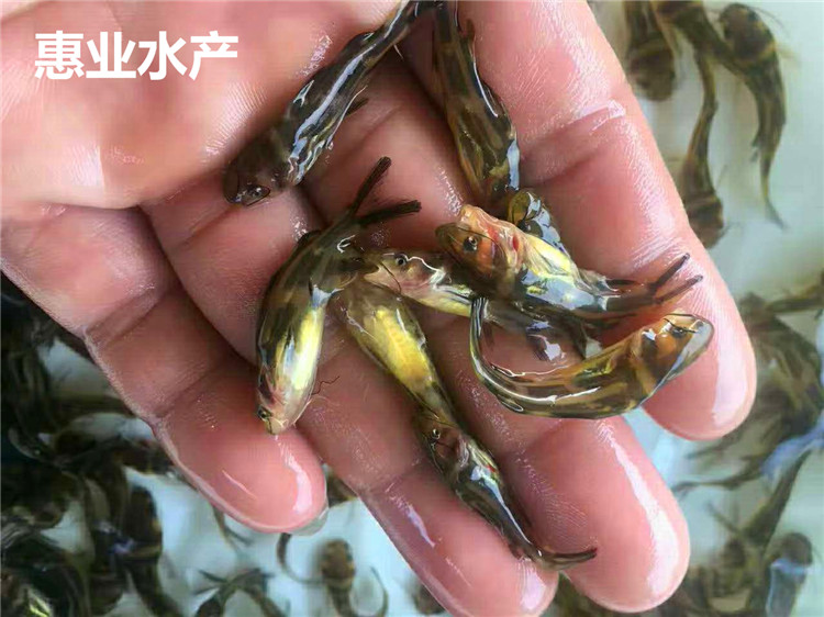 黃骨魚苗
