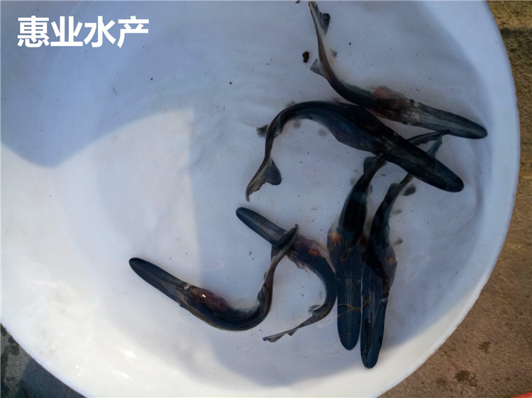 鴨嘴魚苗