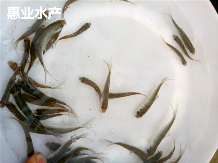 泰國鯪魚苗