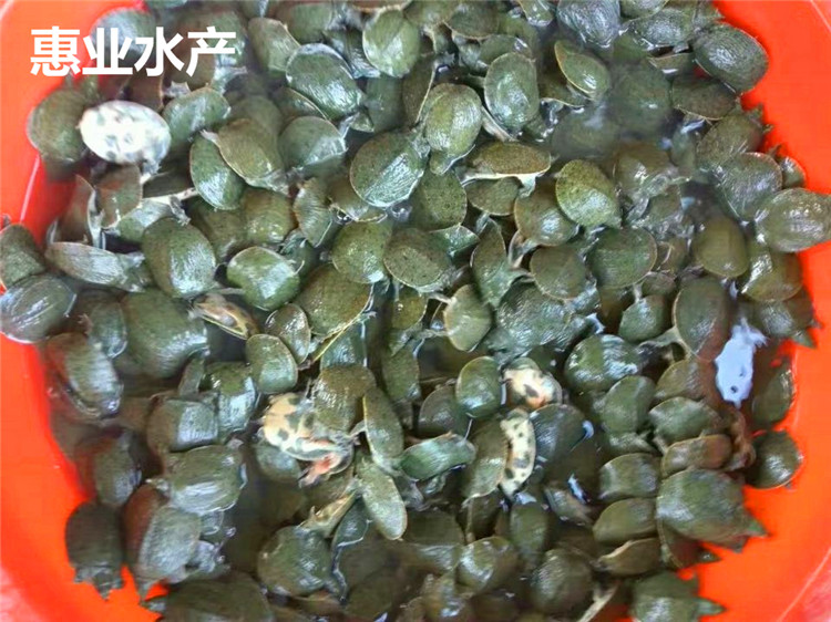 甲魚苗