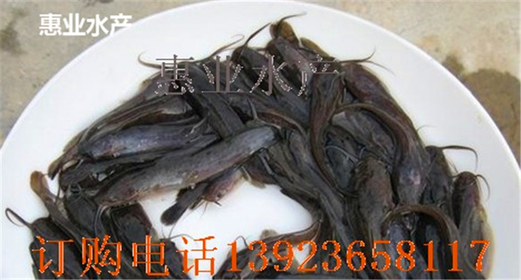 革胡子鯰