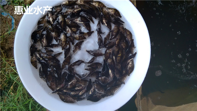 桂花魚苗