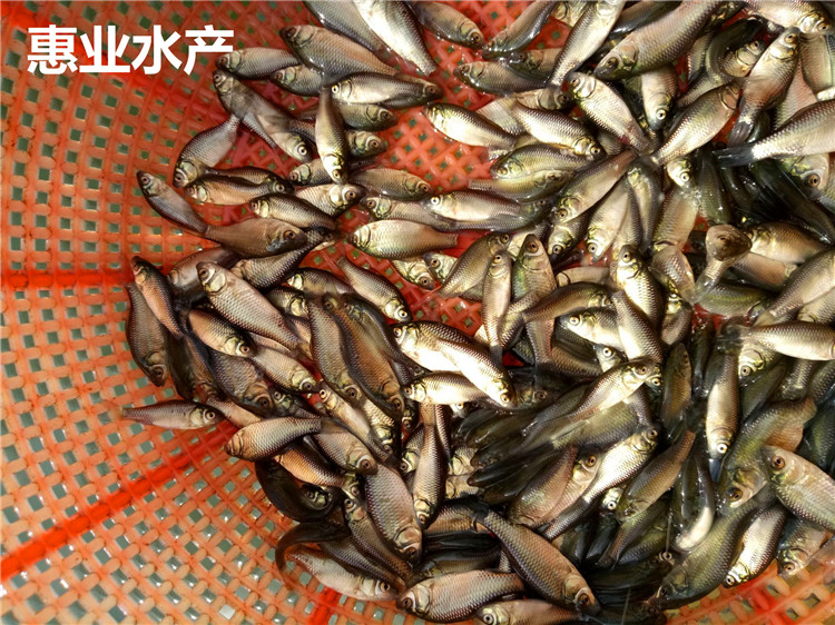 中華健鯉魚苗