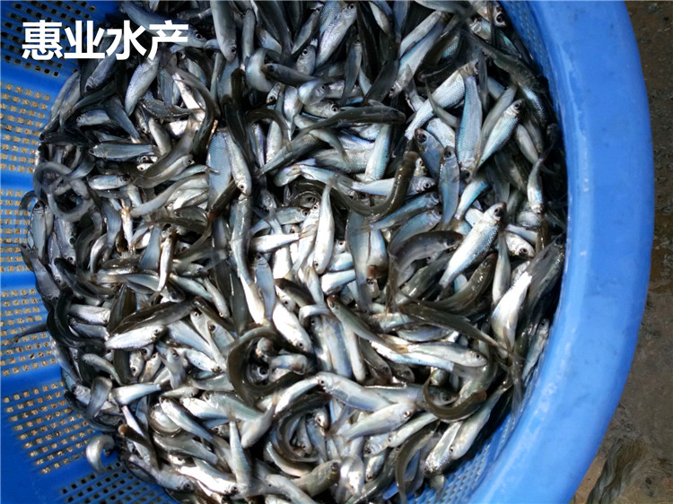 土鯪魚苗