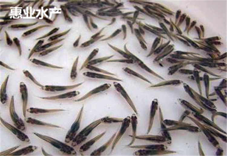 鱸魚苗