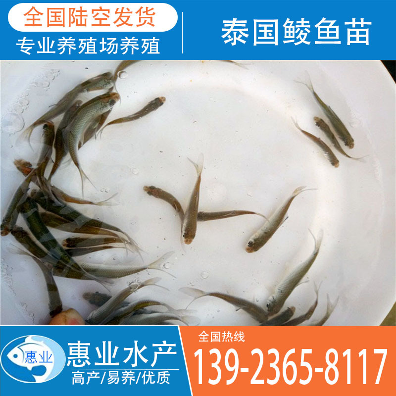 廠家批發泰國鯪魚苗 淡水魚苗