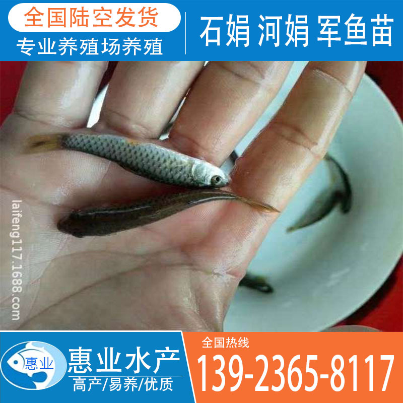 青竹鯇 石娟 河娟 軍魚苗