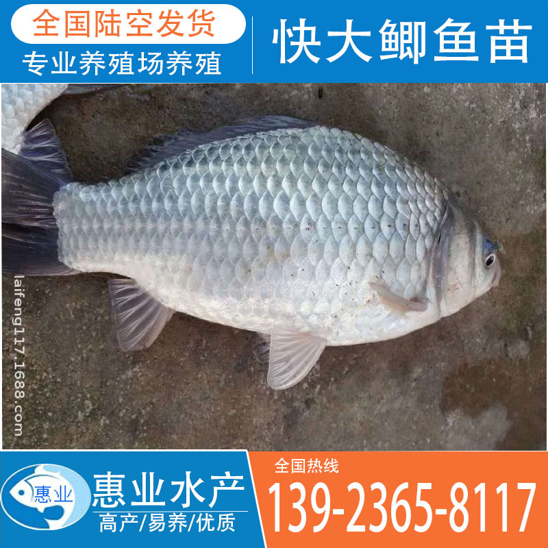快大鯽魚苗 淡水魚苗出售