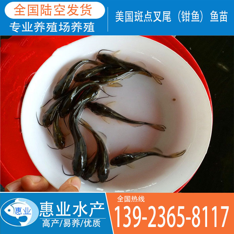 廠家批發美國斑點叉尾魚苗 鉗魚魚苗 淡水魚苗
