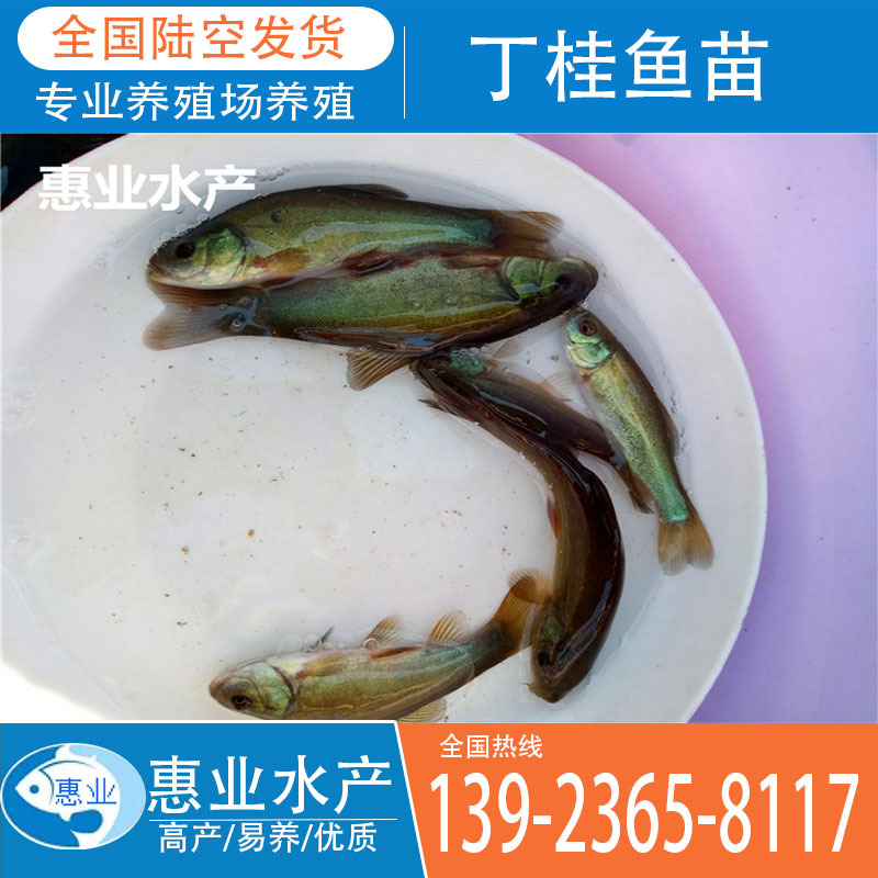 廠家批發(fā)丁桂魚苗 淡水魚苗