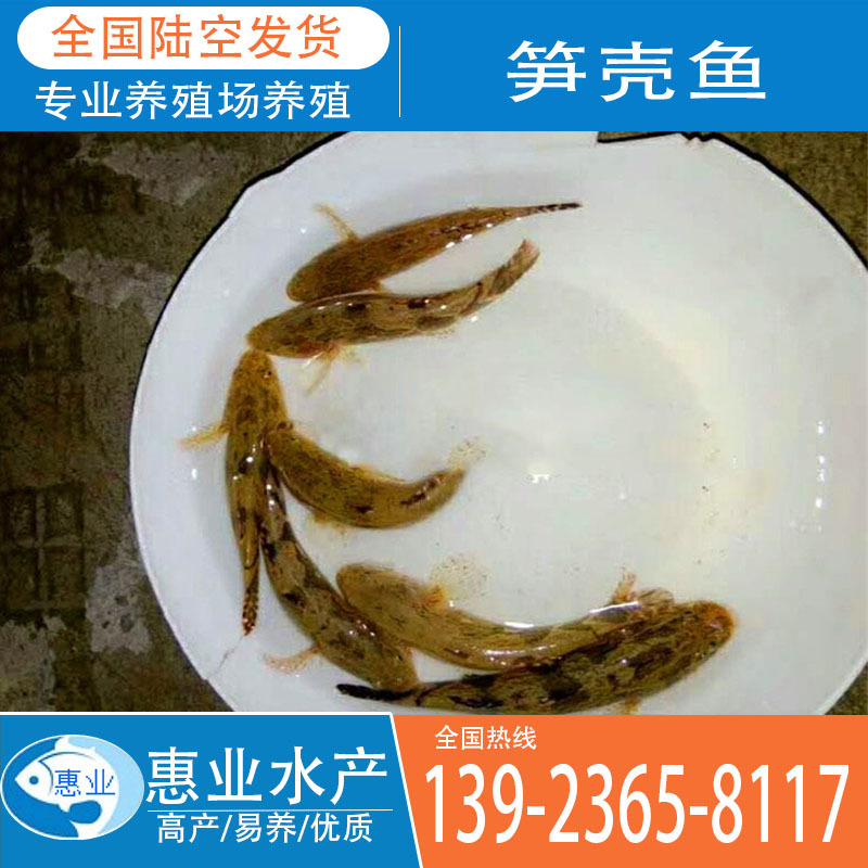廠家批發筍殼魚苗 淡水魚苗