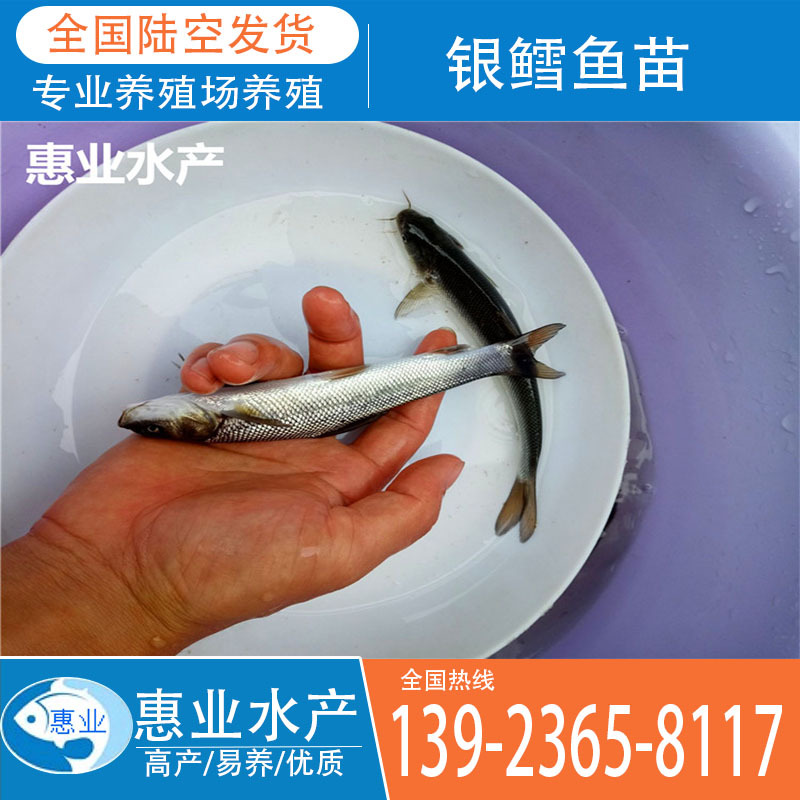 廠家批發(fā)銀鱈魚苗 淡水魚苗